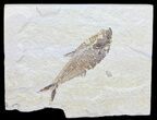 Bargain, Diplomystus Fossil Fish - Wyoming #56245-1